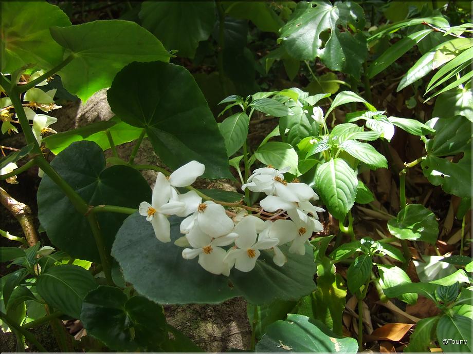 La Réunion - bégonia