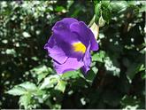 La Réunion - thunbergie érigée (thunbergia erecta)