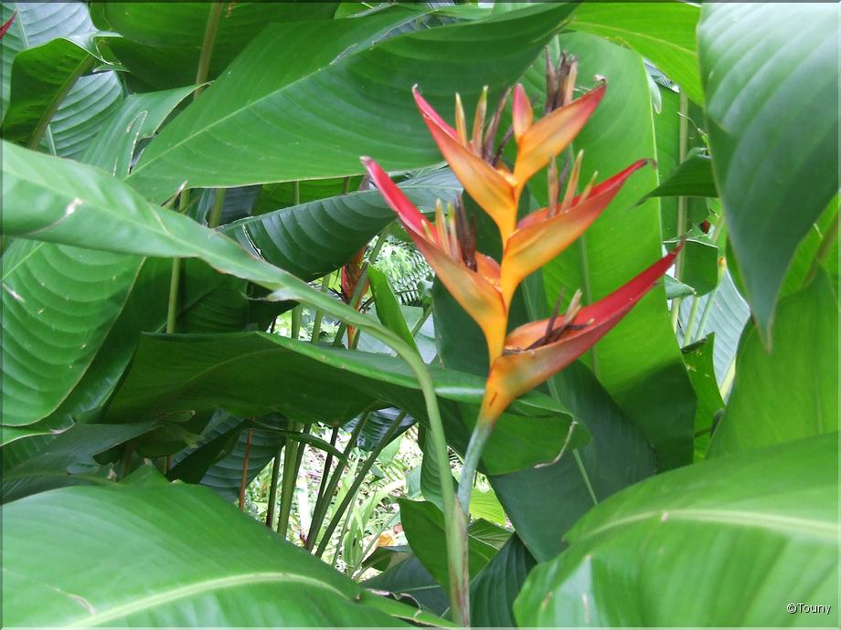 La Réunion - heliconia