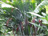 La Réunion - heliconia