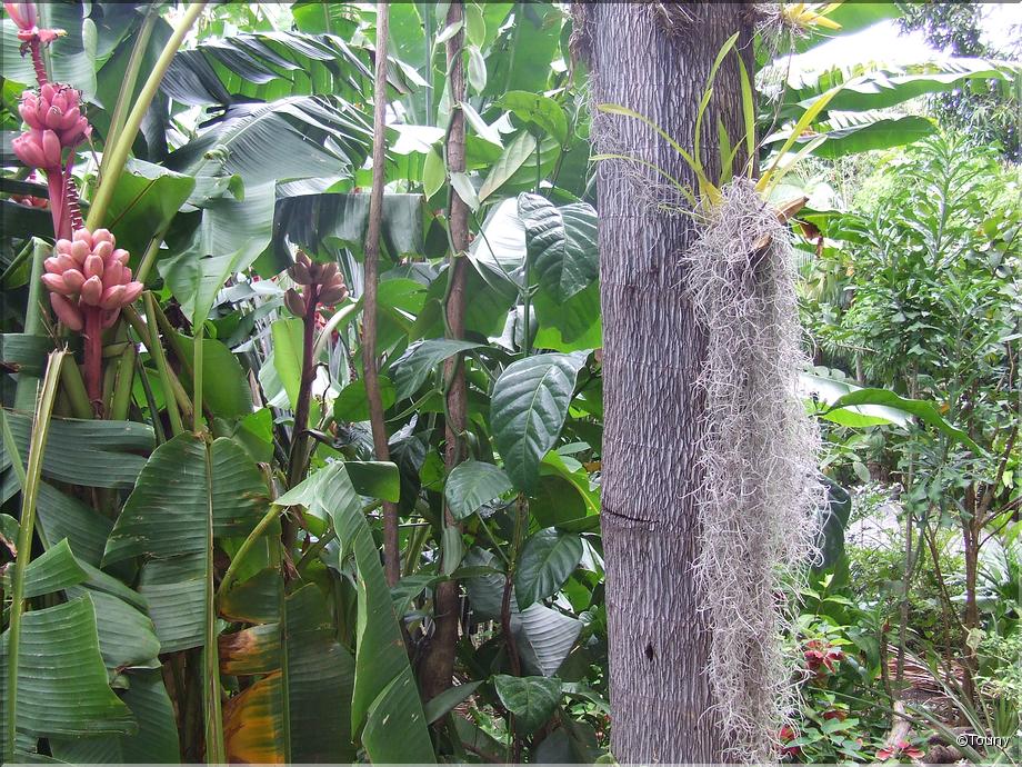 La Réunion - épiphyte