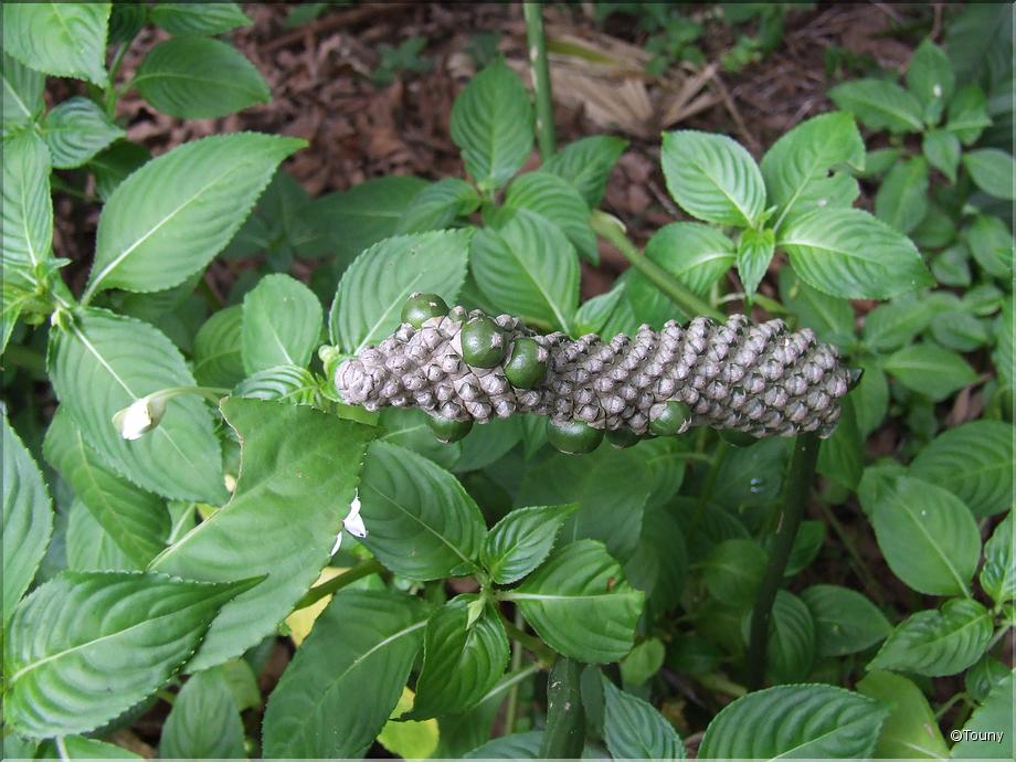 La Réunion - apomorphalus