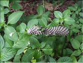 La Réunion - apomorphalus