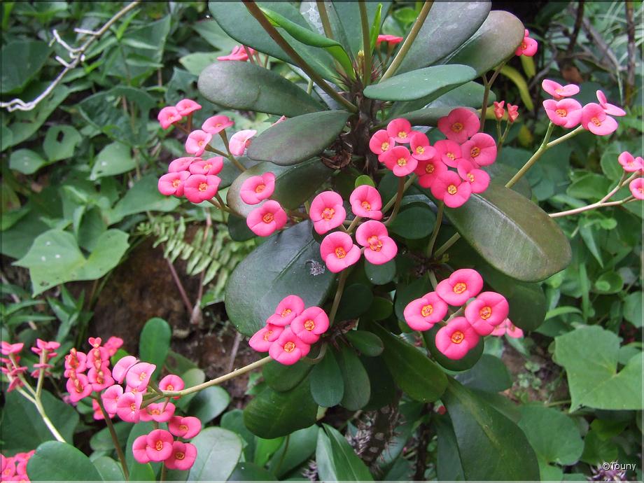 La Réunion - épine du christ (euphorbia mili)