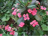La Réunion - épine du christ (euphorbia mili)