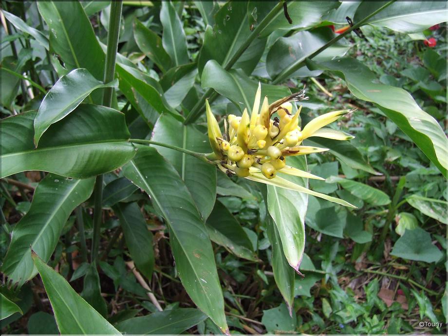 La Réunion - heliconia psittacorum