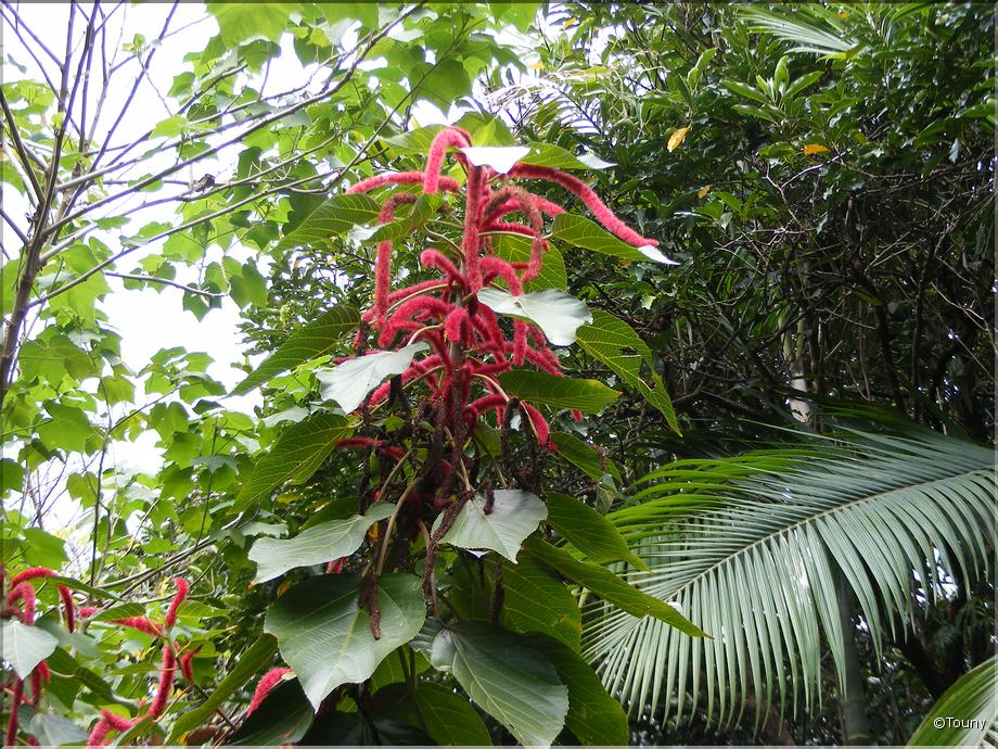 La Réunion - queue de chat - acalyphe hérissée (acalypha hispida Burm.f)