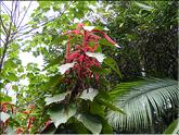 La Réunion - queue de chat - acalyphe hérissée (acalypha hispida Burm.f)