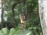 La Réunion - liane de mysore - (thunbergia mysorensis)