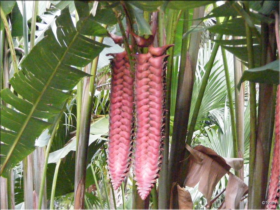 La Réunion - chaine de tronçonneuse (heliconia mariae)