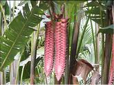 La Réunion - chaine de tronçonneuse (heliconia mariae)
