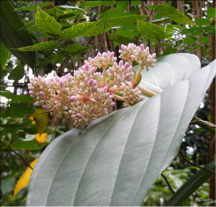 La Réunion - medinilla