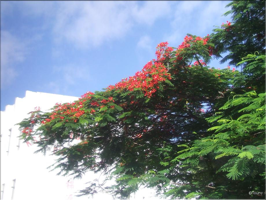 Mauricius - flamboyant