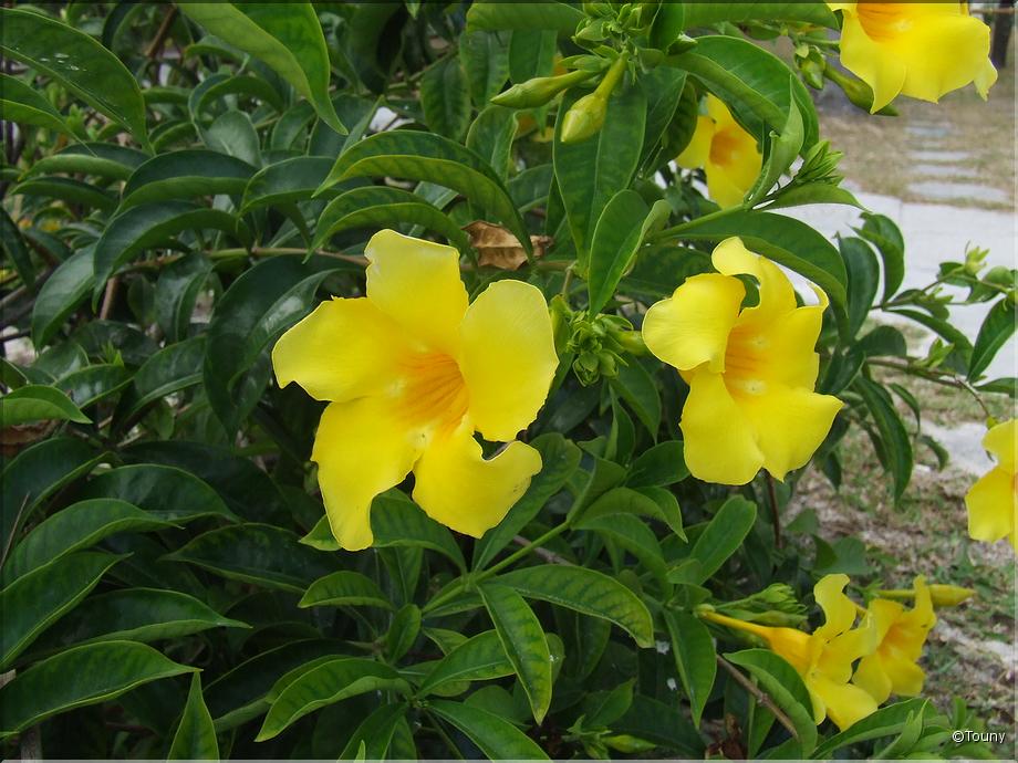 Mauricius - allamanda jaune - trompette d'or - liane à lait