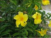 Mauricius - allamanda jaune - trompette d'or - liane à lait