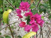 Mauricius - bougainvillée rouge violacée