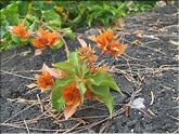 Mauricius - bougainvillée orange