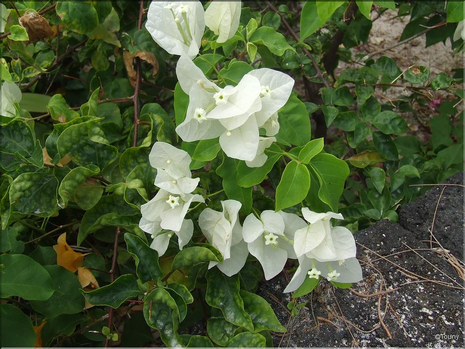 Mauricius - bougainvillée blanche