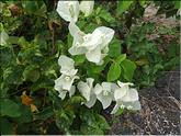 Mauricius - bougainvillée blanche