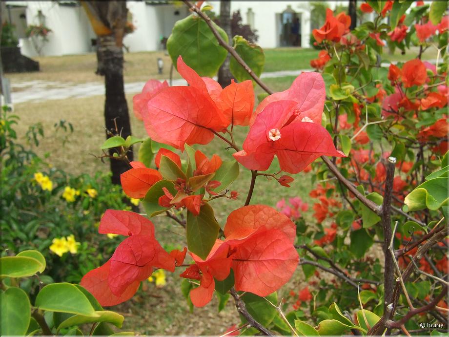 Mauricius - bougainvillée rouge