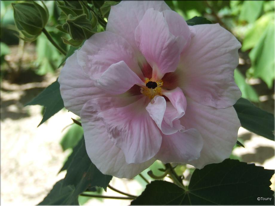 Mauricius - hibiscus mutabilis