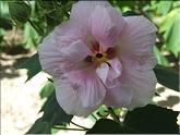 Mauricius - hibiscus mutabilis
