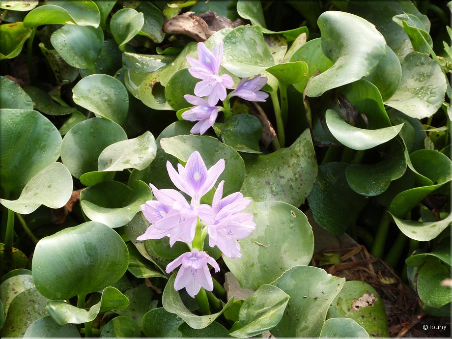 Vietnam - jacinthe d'eau - eichhornia crassipes