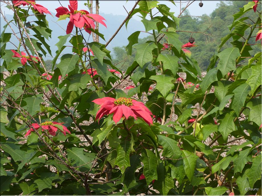 Vietnam - poinsettia