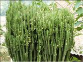 Vietnam - euphorbe à tige (euphorbia trigona)