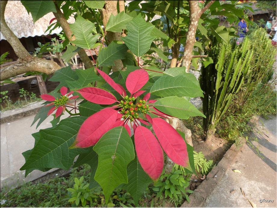 Vietnam - poinsettia