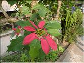 Vietnam - poinsettia