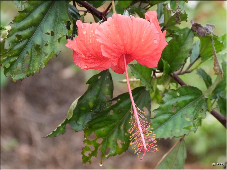 Vietnam - hibiscus