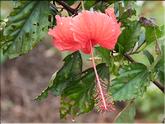 Vietnam - hibiscus