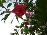 Vietnam - hibiscus