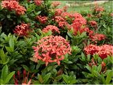 Vietnam - ixora