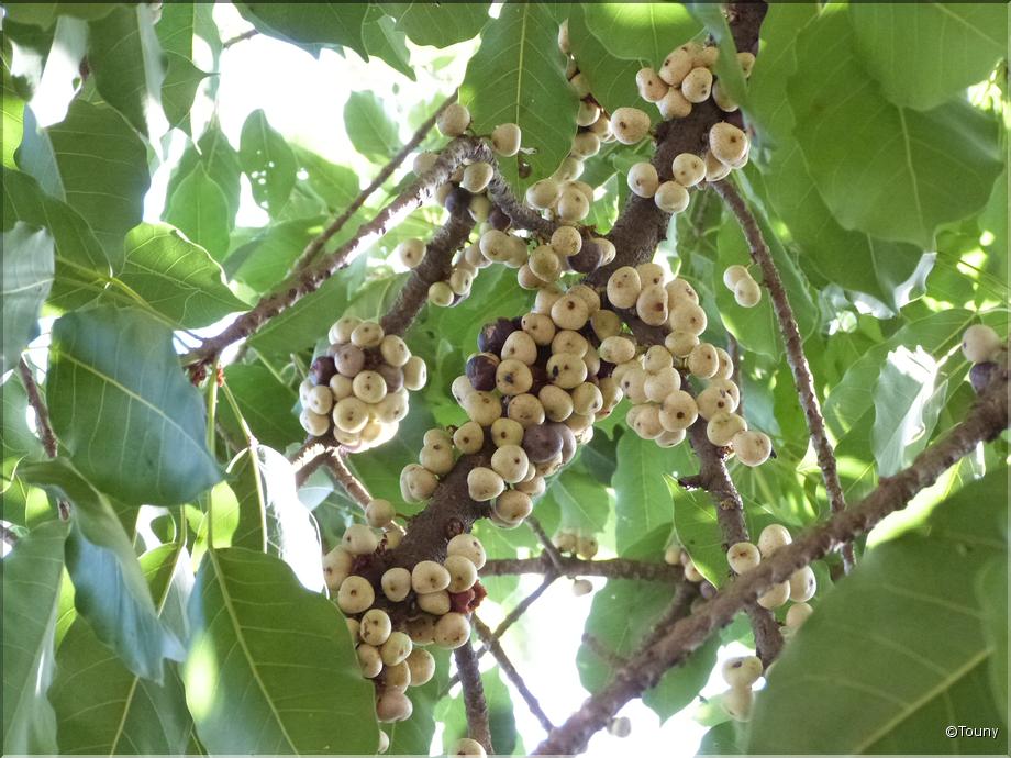 Vietnam - fruit de ficus