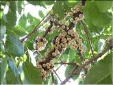 Vietnam - fruit de ficus