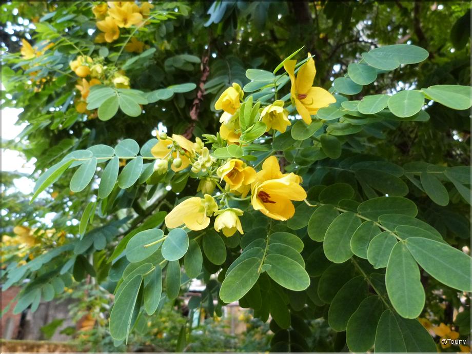 Vietnam - acacia