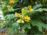 Vietnam - acacia