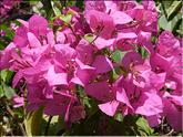 Vietnam - bougainvillées