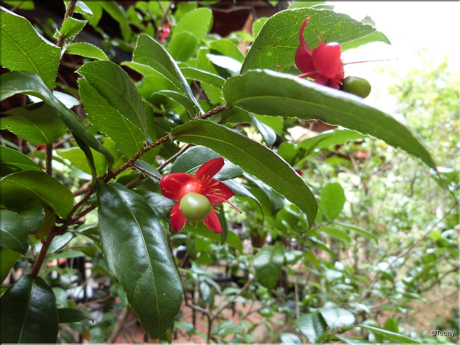 Vietnam - arbre de mickey (ochna cerulata)