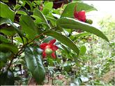Vietnam - arbre de mickey (ochna cerulata)