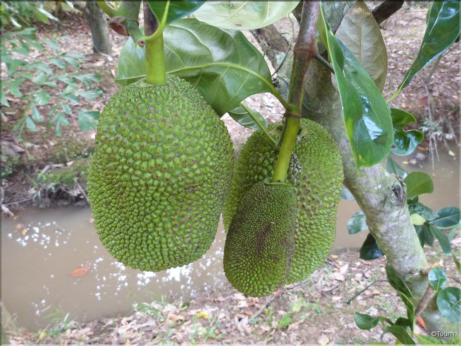 Vietnam - jacquier