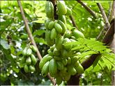 Vietnam - arbre à cornichon (averrhoa bilimbi)
