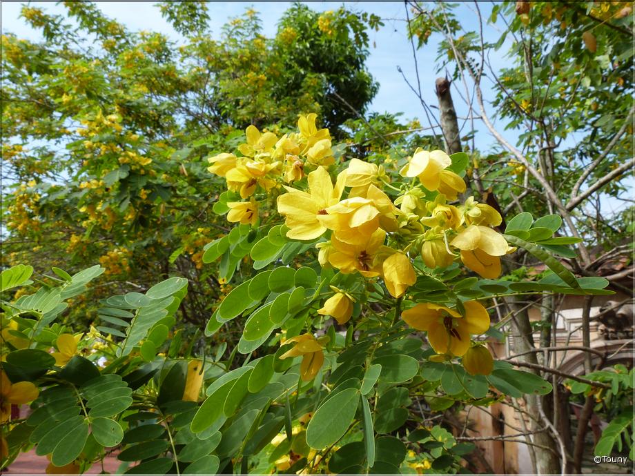 Vietnam - acacias
