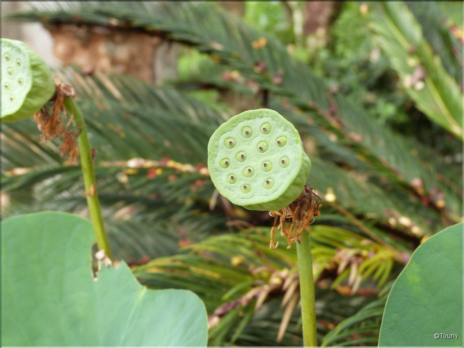 Vietnam - capsule de lotus
