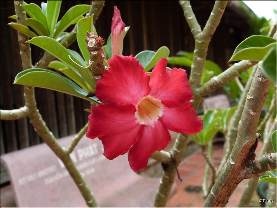 Vietnam - rose du désert (adenium)