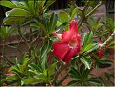 Vietnam - rose du désert (adenium)