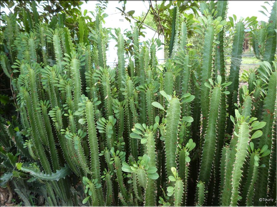 Vietnam - euphorbe à tige (euphorbia trigona)