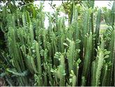 Vietnam - euphorbe à tige (euphorbia trigona)